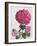 Hydrangea-Christopher Ryland-Framed Giclee Print