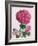 Hydrangea-Christopher Ryland-Framed Giclee Print