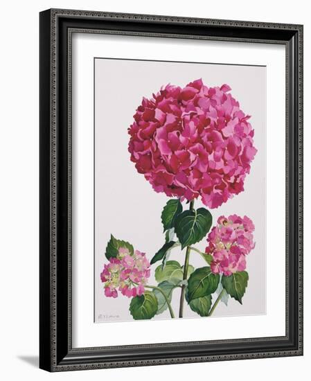 Hydrangea-Christopher Ryland-Framed Giclee Print