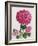 Hydrangea-Christopher Ryland-Framed Giclee Print