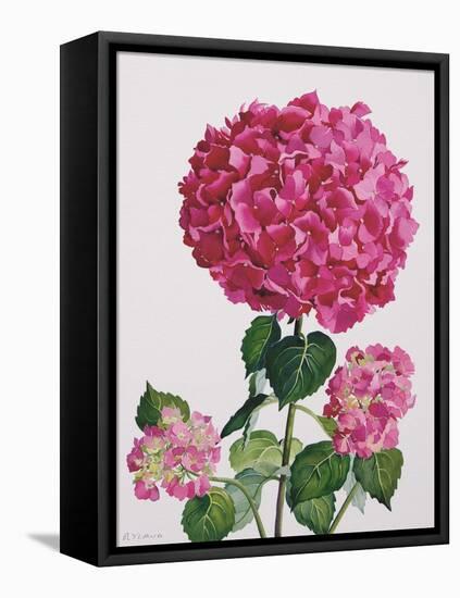 Hydrangea-Christopher Ryland-Framed Premier Image Canvas