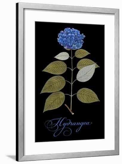 Hydrangea-Mindy Sommers-Framed Giclee Print