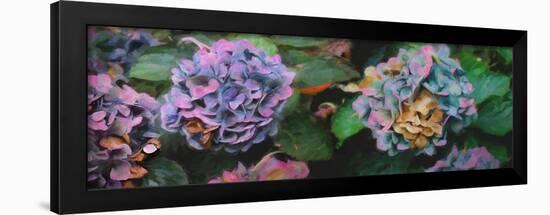 Hydrangeas, 2018-Helen White-Framed Giclee Print