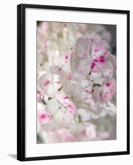 Hydrangeas, Blossoms, Detail, Ornamental Plant, Flowers-S. Uhl-Framed Photographic Print