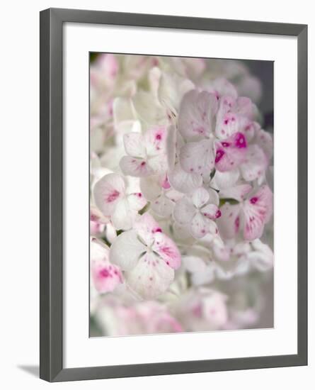 Hydrangeas, Blossoms, Detail, Ornamental Plant, Flowers-S. Uhl-Framed Photographic Print