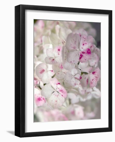 Hydrangeas, Blossoms, Detail, Ornamental Plant, Flowers-S. Uhl-Framed Photographic Print