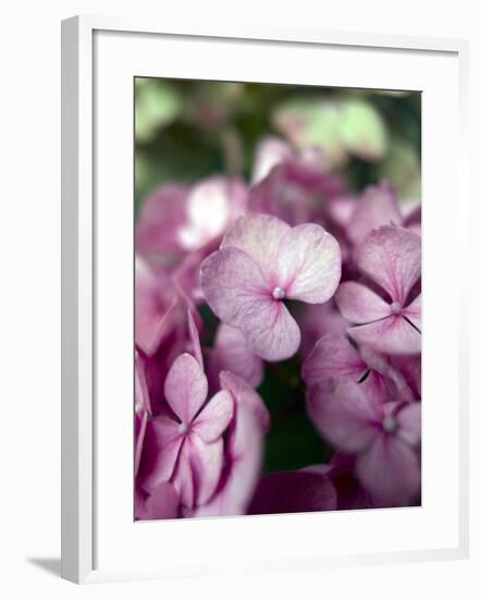 Hydrangeas, Blossoms, Pink, Detail-S. Uhl-Framed Photographic Print
