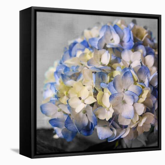 Hydrangeas I-Susan Bryant-Framed Stretched Canvas