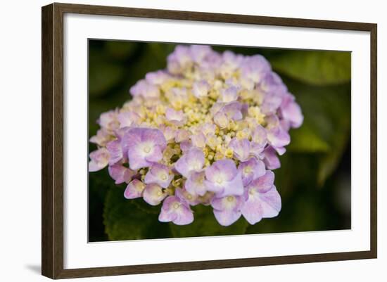 Hydrangeas I-Karyn Millet-Framed Photographic Print