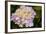 Hydrangeas I-Karyn Millet-Framed Photographic Print