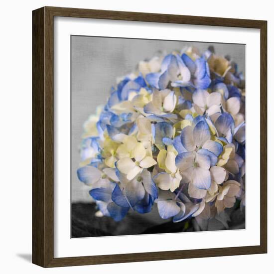 Hydrangeas I-Susan Bryant-Framed Photographic Print