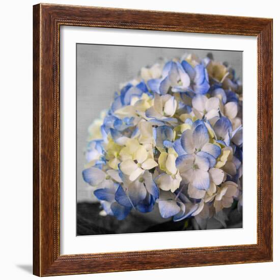 Hydrangeas I-Susan Bryant-Framed Photographic Print