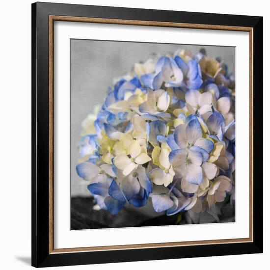 Hydrangeas I-Susan Bryant-Framed Photographic Print