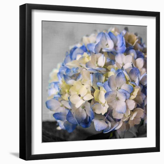 Hydrangeas I-Susan Bryant-Framed Photographic Print