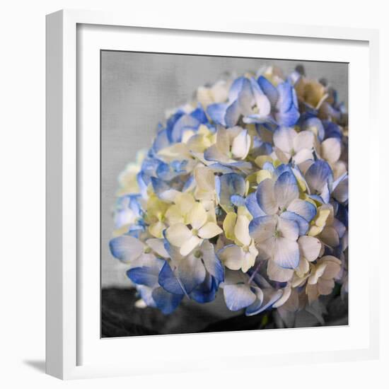 Hydrangeas I-Susan Bryant-Framed Photographic Print