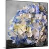 Hydrangeas I-Susan Bryant-Mounted Photographic Print