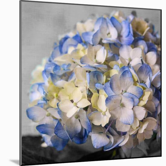 Hydrangeas I-Susan Bryant-Mounted Photographic Print