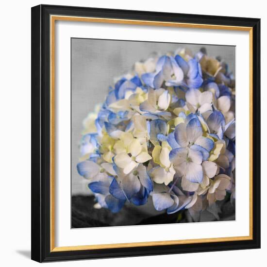 Hydrangeas I-Susan Bryant-Framed Photographic Print