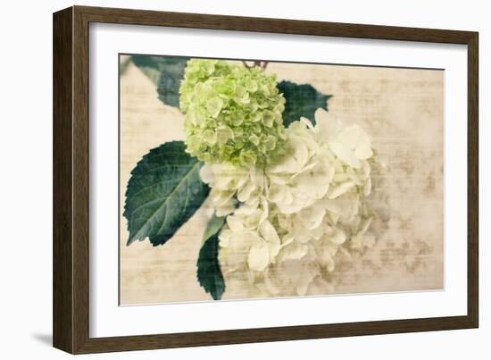 Hydrangeas I-Susan Bryant-Framed Photo