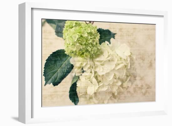 Hydrangeas I-Susan Bryant-Framed Photo