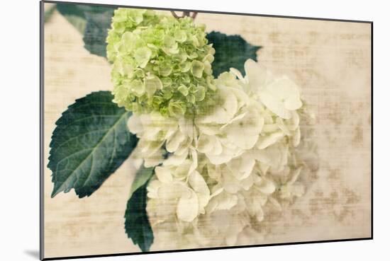 Hydrangeas I-Susan Bryant-Mounted Photo