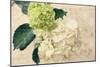 Hydrangeas I-Susan Bryant-Mounted Photo