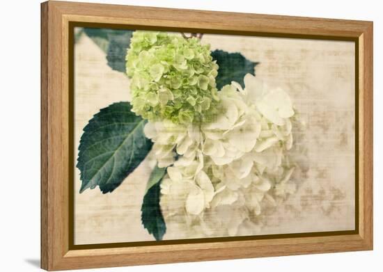 Hydrangeas I-Susan Bryant-Framed Stretched Canvas