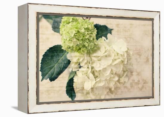 Hydrangeas I-Susan Bryant-Framed Stretched Canvas