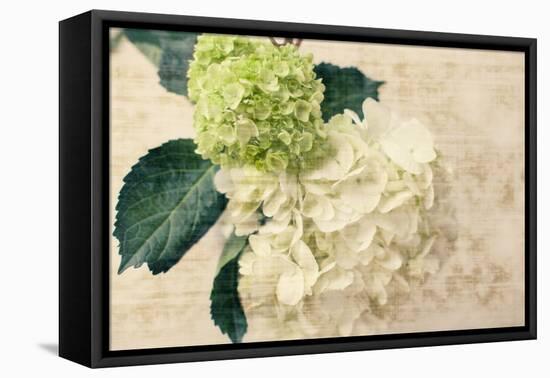 Hydrangeas I-Susan Bryant-Framed Stretched Canvas