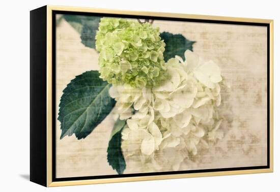 Hydrangeas I-Susan Bryant-Framed Stretched Canvas