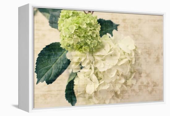 Hydrangeas I-Susan Bryant-Framed Stretched Canvas