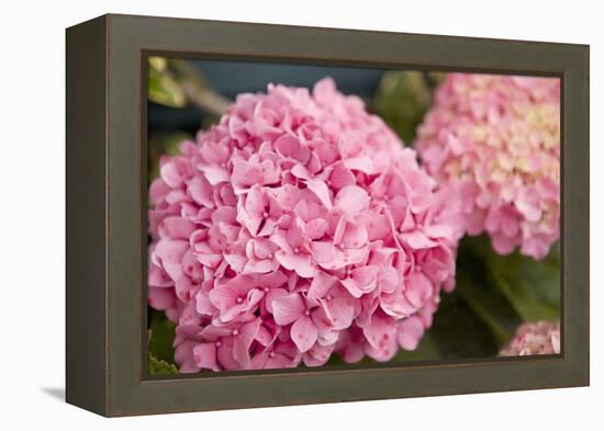 Hydrangeas II-Karyn Millet-Framed Premier Image Canvas