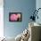 Hydrangeas II-Karyn Millet-Framed Premier Image Canvas displayed on a wall