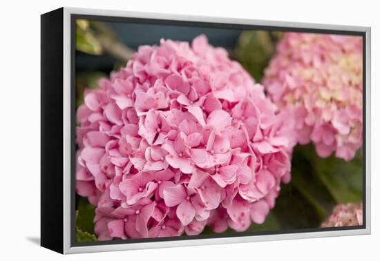 Hydrangeas II-Karyn Millet-Framed Premier Image Canvas