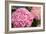 Hydrangeas II-Karyn Millet-Framed Photographic Print