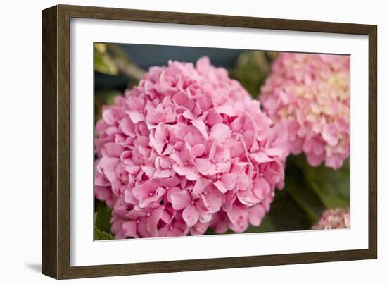 Hydrangeas II-Karyn Millet-Framed Photographic Print