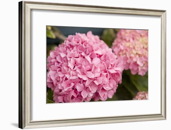 Hydrangeas II-Karyn Millet-Framed Photographic Print