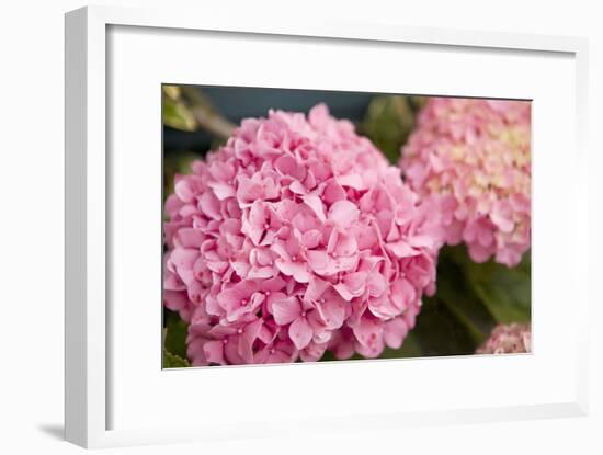 Hydrangeas II-Karyn Millet-Framed Photographic Print