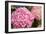 Hydrangeas II-Karyn Millet-Framed Photographic Print