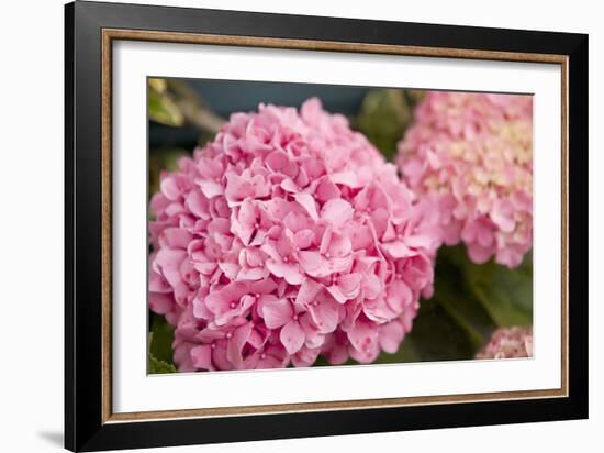 Hydrangeas II-Karyn Millet-Framed Photographic Print