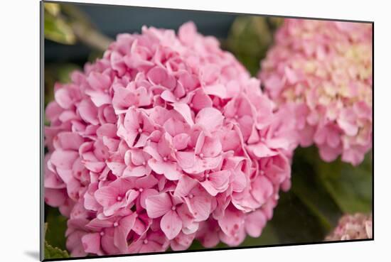 Hydrangeas II-Karyn Millet-Mounted Photographic Print