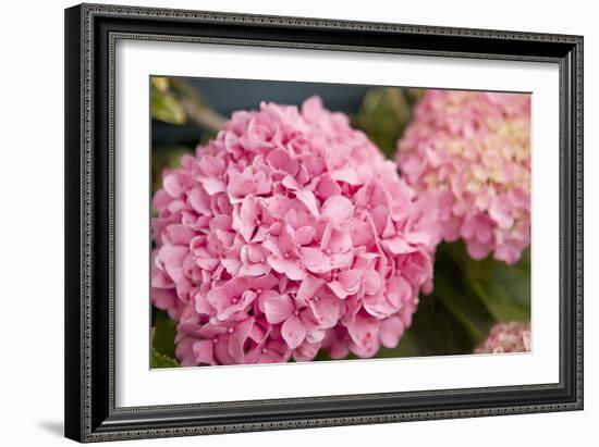 Hydrangeas II-Karyn Millet-Framed Photographic Print