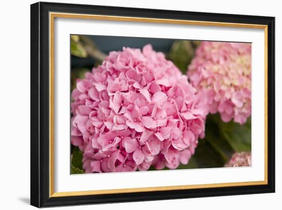 Hydrangeas II-Karyn Millet-Framed Photographic Print