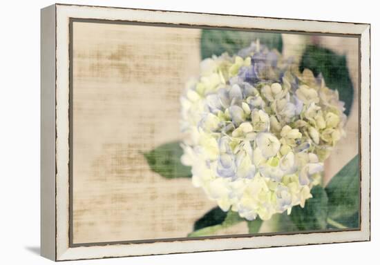 Hydrangeas II-Susan Bryant-Framed Stretched Canvas