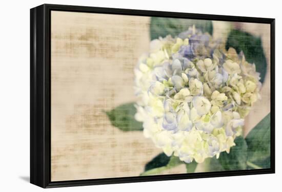 Hydrangeas II-Susan Bryant-Framed Stretched Canvas