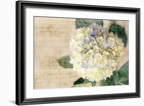 Hydrangeas II-Susan Bryant-Framed Photo