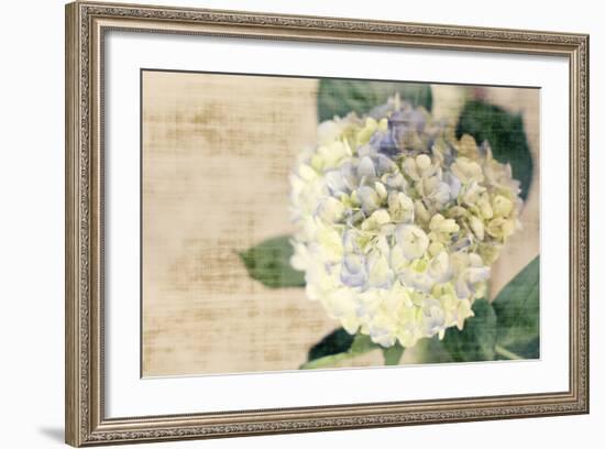 Hydrangeas II-Susan Bryant-Framed Photo