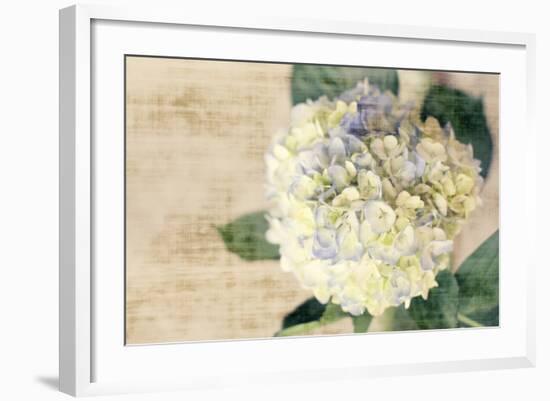 Hydrangeas II-Susan Bryant-Framed Photo