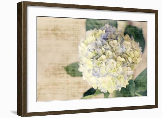 Hydrangeas II-Susan Bryant-Framed Photo