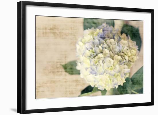 Hydrangeas II-Susan Bryant-Framed Photo